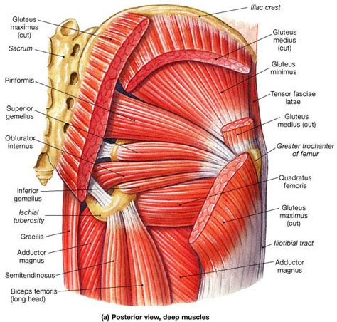 Physical activities that involve repetitive or recurring movement of the hip joint may increase the risk of a tear. Muscle Identification