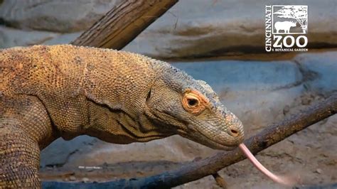 Komodo Dragon Feeding At The Cincinnati Zoo Youtube