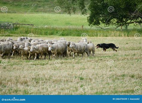 Moving A Mob Of Sheep Into A New Paddock Stock Image Image Of Outdoor