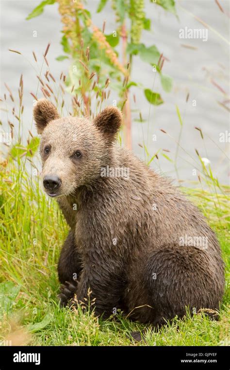 A Kodiak Brown Bear Cub On Kodiak National Wildlife Refuge In Kodiak