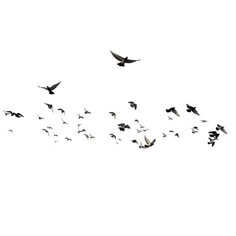 Flying Flock Of Birds Png File Png All Png All