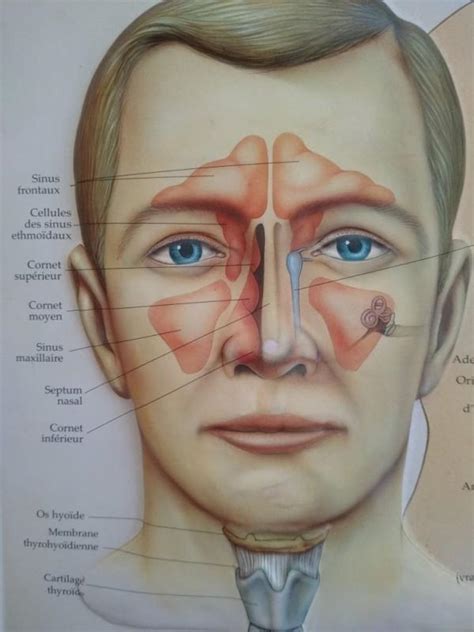 Anatomy Of Ear Nose Throat System