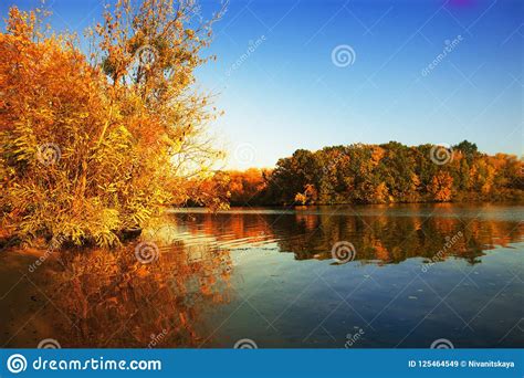 Golden Autumn Trees And Lake Autumn Landscape Sunny Evening Stock