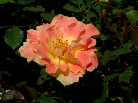 Pur Caprice ® Rose Mehrfarbig Ca 80cm Delbard 1997 Rosa Pur