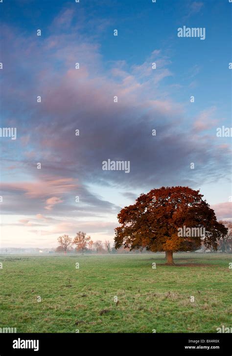 Tree And Sunset Stock Photo Alamy