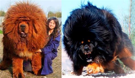 The Worlds Most Expensive Dog Breeds Revealed