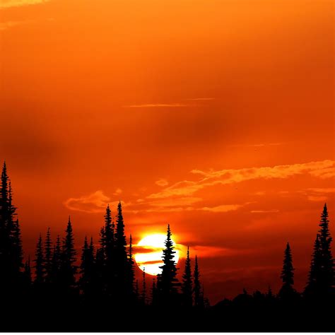 Sunset Orange Forest 4k Ipad Air Wallpapers Free Download