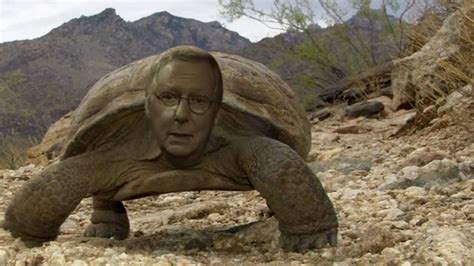 Gle mitch mcconnell mitch mcconnell turtle mitch mcconnell mitch mcconnell young mitch mcconnell wife mitch mcconnell children mitch mcconnell twitter mitch. Mitch McTurtle - YouTube