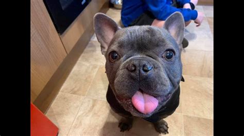 The french bulldog dog is one of the most popular breeds worldwide. Ted - French Bulldog - 4 Weeks Residential Dog Training ...