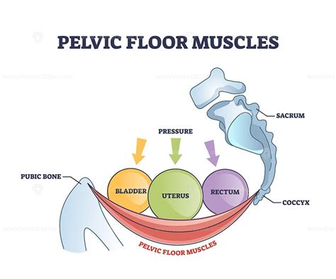 Pelvic Floor Muscles Anatomy With Hip Muscular Body Parts Outline Diagram Vectormine
