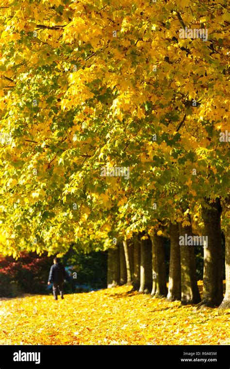 Canada Maple Autumn Landscape High Resolution Stock Photography And