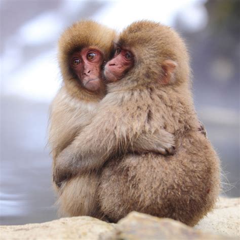 93 Animal Couples That Prove Love Exists In The Animal Kingdom Too