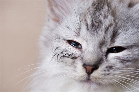 Cats Have A Lot Of Tears Causes And Treatment Lavar News