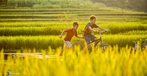 Hình ảnh Cánh đồng Lúa đẹp Nhất Trên Quê Hương Việt Nam