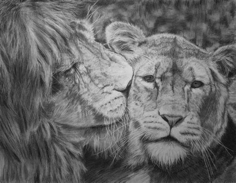 17 Lion Drawings Pencil Drawings Sketches Freecreatives