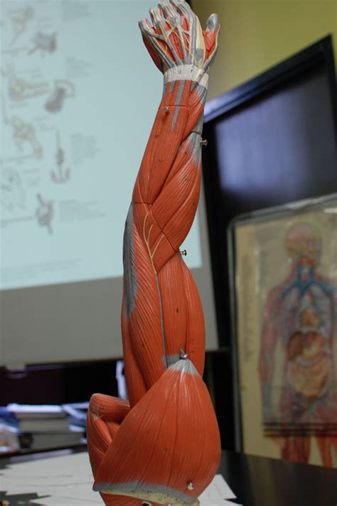 Human Anatomy Lab Muscles Of The Arm