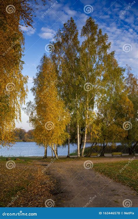 Colorful Yellow Autumn Trees On A Lake Shore Stock Photo Image Of
