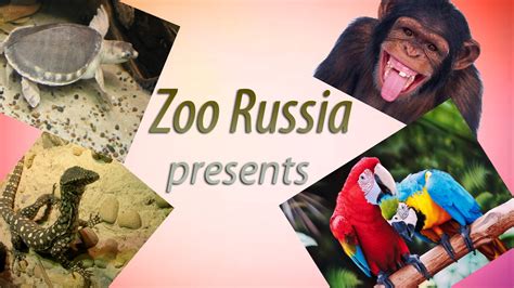 Team Russia Zoo Xxx Telegraph