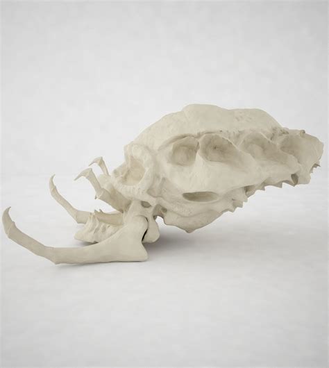 3d Predator Skull Cgtrader