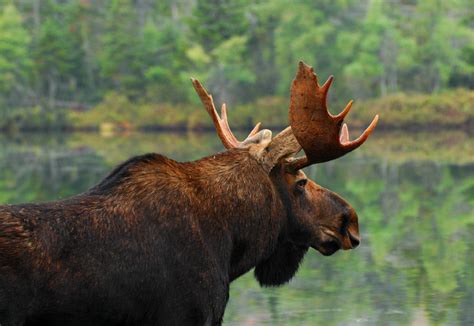 Fauna Of Canada Canada Animals