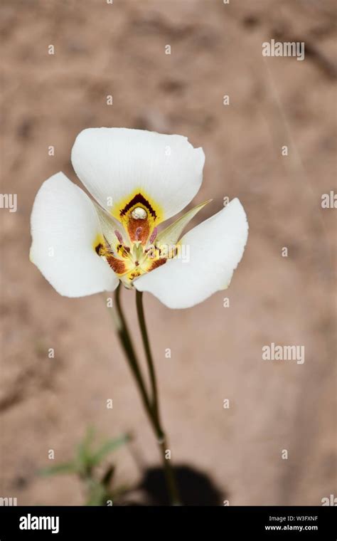Sego Lily Utah State Flower Stock Photo Alamy