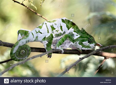 Two Banded Chameleon Aka Rainforest Chameleon Furcifer Balteatus