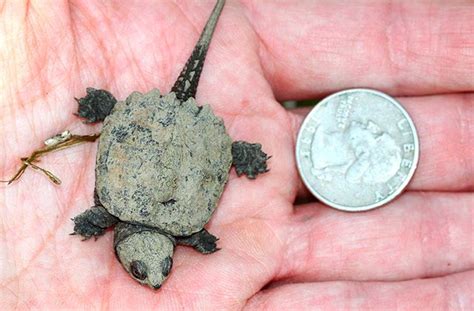 Baby Common Snapping Turtle Size Oneida Fay