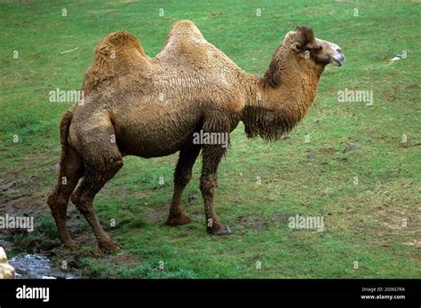 The Bactrian Camel Camelus Bactrianus Also Known As The Mongolian