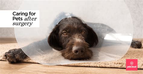 Caring For Pets After Surgery