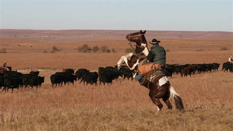 Flint Hills Cowboys Lead A Final Cattle Drive The Wichita Eagle