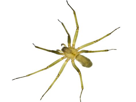 Brown Recluse Spiders Control Information Bites And More
