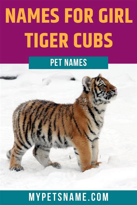 Girl Tiger Names Girl Pet Names Pet Names Pet Tiger