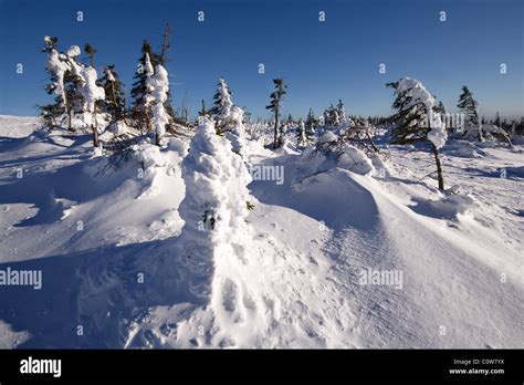 Winter Landscape Snow Covered Trees In Taiga Against Blue Sky