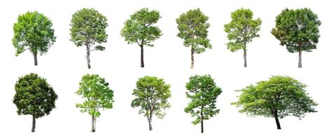 Types Of Trees With Pictures And Information