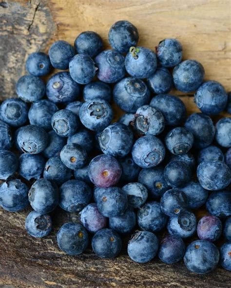 How To Grow Blueberry Bushes Dengarden Home And Garden