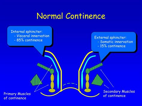 Ppt Faecal Incontinence Anterior Sphincter Repair Powerpoint Presentation Id1357170