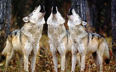 Wallpaper Of Three Howling Wolves Hd Animals Wallpapers