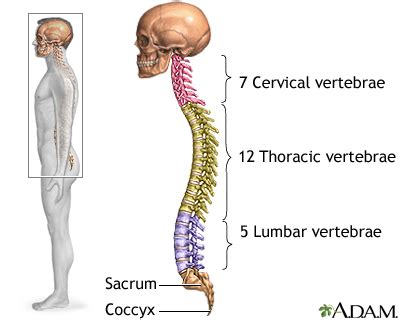 Back bones est un groupe direct, puissant, qui passe en revue tous les courants du rock. Skeletal spine: MedlinePlus Medical Encyclopedia Image