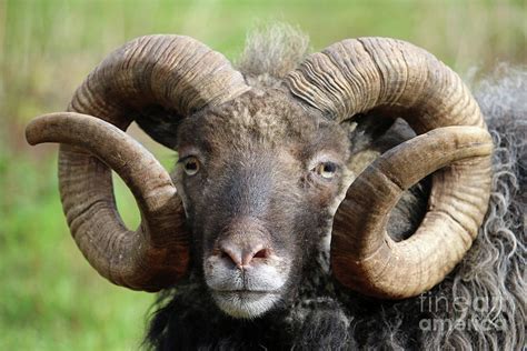 Rare Breed Sheep Photograph By John Biglin