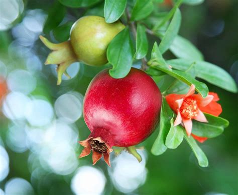 How To Plant And Grow Pomegranates Harvest To Table