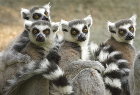 Madagascar Madagascar Animals Wildlife Safari Madagascar Culture