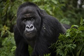 Intense monitoring and care lift mountain gorilla numbers