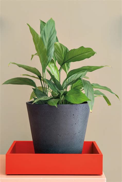 TALLY - High quality design TALLY | Architonic