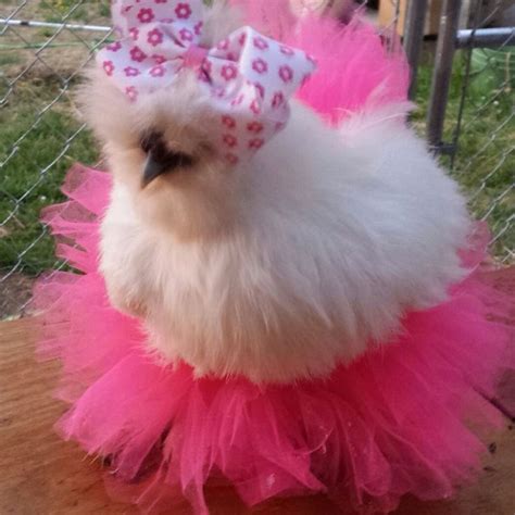 Moonshine She Is A Silkie Chicken Vote For Her Here Woobox Com