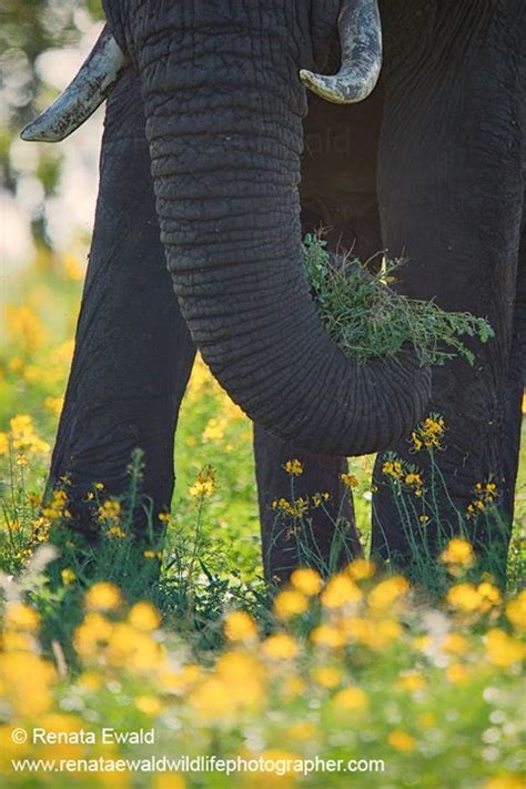 renata ewald wildlife and nature photography nature photography photography inspiration elephant