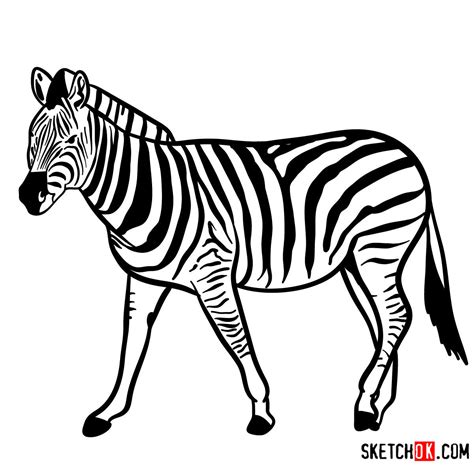 How To Draw A Zebra Wild Animals Sketchok