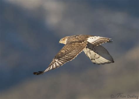An Uncooperative Ferruginous Hawk Feathered Photography