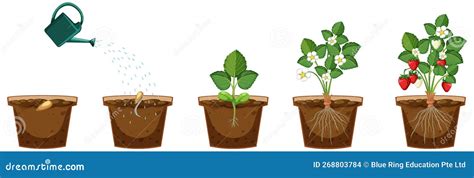 Ciclo De Vida De Un Diagrama De Plantas De Fresa Ilustraci N Del Vector Ilustraci N De Sistema