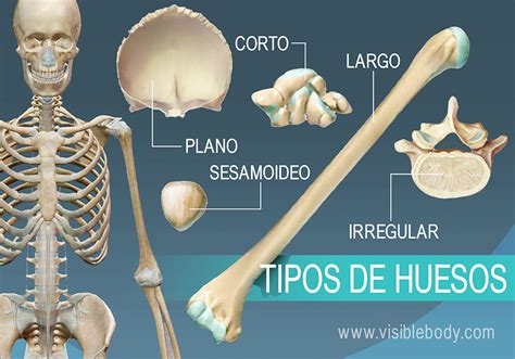 Aprenda Anatom A Del Esqueleto Tipos De Huesos