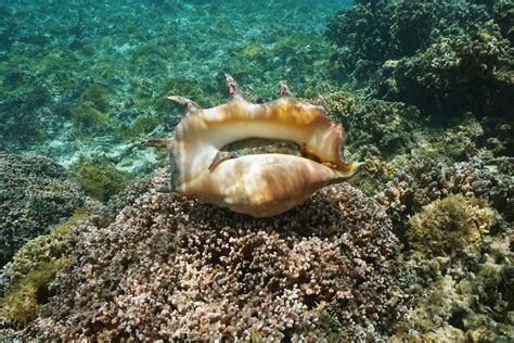 Conch Facts Habitat Behavior Profile